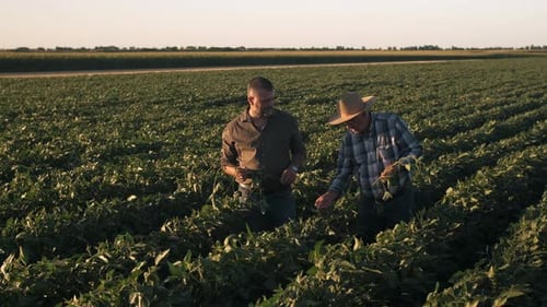Two farmers in a field examining soy crop.
