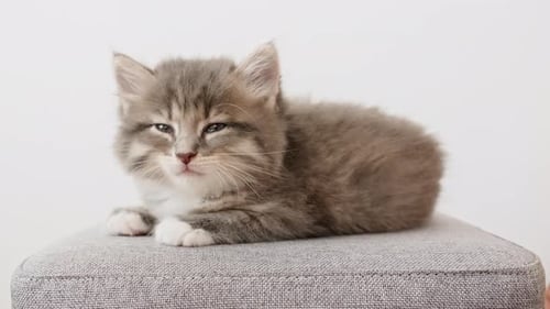 Small Grey Kitten Resting on Woven Cushion