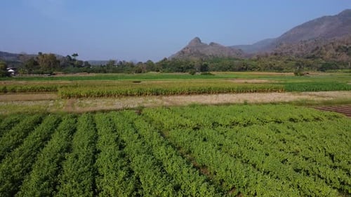 Aerial view of fields and agricultural parcels. Agricultural landscape