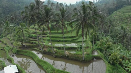 Amazing rice terraces on traditional rice-growing plantation field