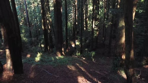 A glorious and slow pan up to reveal beautiful nature and trees.