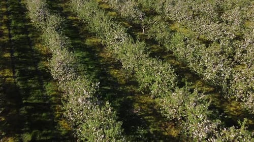Vue aérienne des arbres en fleurs