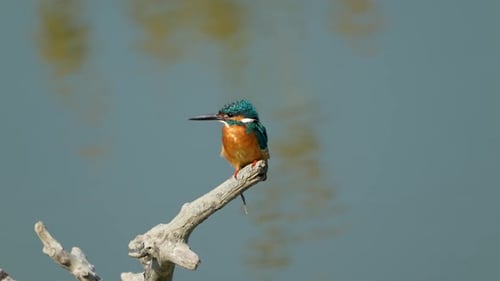 The Common kingfisher is standing on the trunk of a dead tree.
