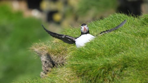 Puffin Stretching Wings at Nest on Westman Islands Hill.