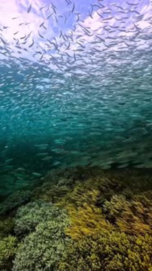 School of Fish Over Vibrant Coral Reef