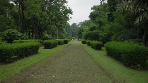 Botanical garden pathway, nature walk, dense foliage, trimmed hedges