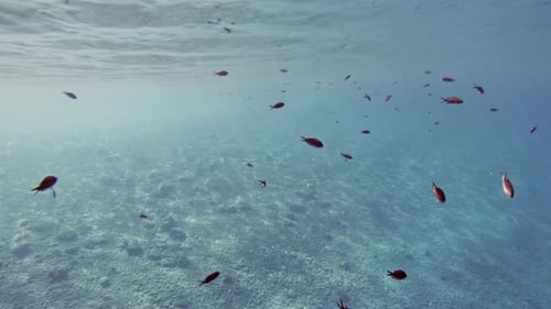 School of Colorful Fish Swimming Underwater