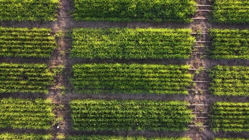 Green vegetable plot in farm at sunset. Aerial top-down rising directly above