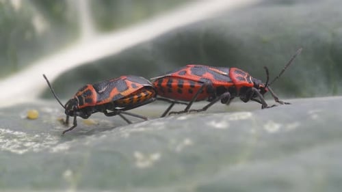 Close Up of Two Mating Firebugs on Leaf