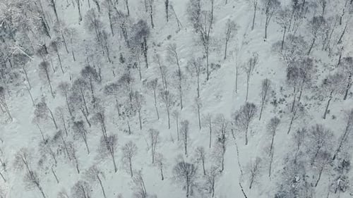 Aerial Drone View of Snow Covered Forest in Winter