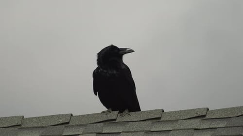 Raven Perched on Shingled Rooftop in Natural Light