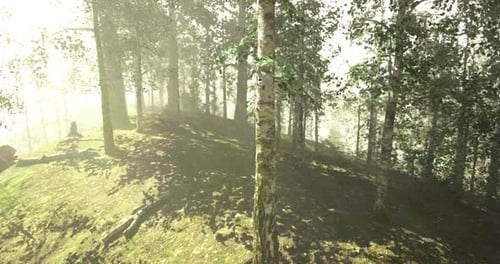 Serene Forest Landscape with Sunlight Filtering Through Trees at Dawn