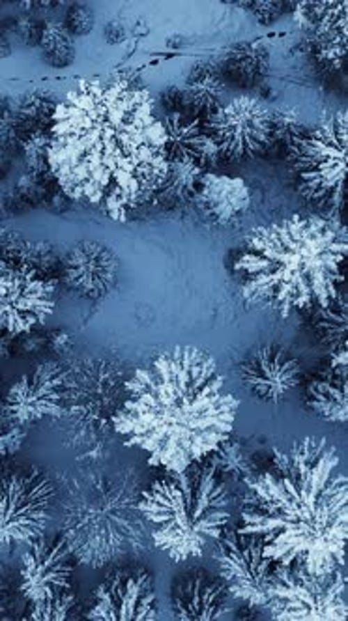 An Aerial View of Lush SnowCovered Evergreen Trees in a Magical Winter Wonderland Scene