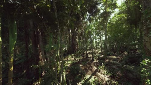 POV Walk Through Lush Tropical Forest with Sunlight