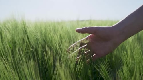Slow Motion Close Up of Woman s Hand Touching Green Wheat in Bulgarian Field During Spring Gentle