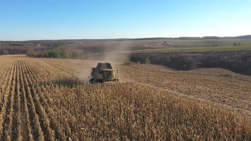Aerial View of Combine Gathering Corn or Wheat Crop at Farmland
