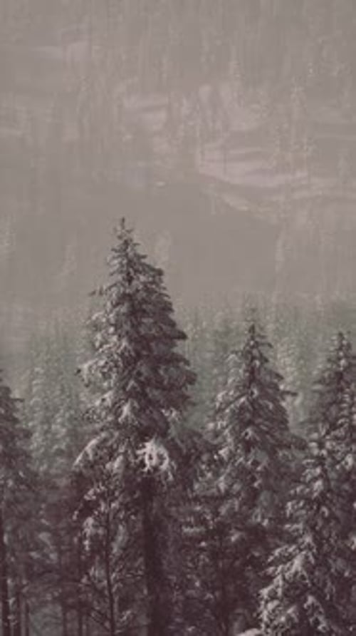 Fir Forest on a Foggy Day
