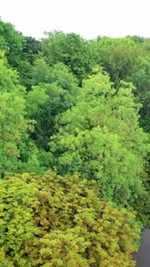 Aerial Cityscape View. Vertical video