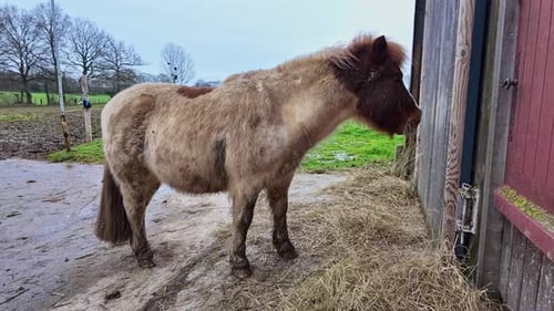 Close-up view when a huge alone pony eating in stable yard in a cloudy day, France.