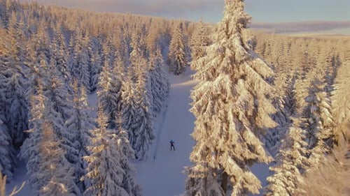 Ski Runner in Winter Forest