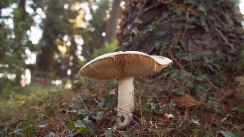 White Mushroom in the Forest Against the Background of Green Vegetation
