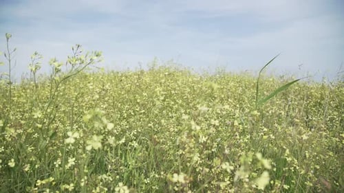 a bright scene of flowers in a field moving with the breeze, nature rural shot