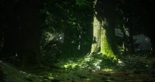 Sunlight Filters Through Trees in a Dense Forest Capturing Natures Tranquility