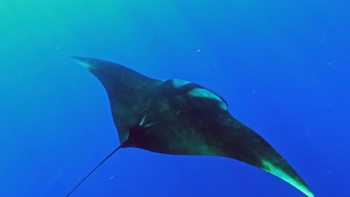 Close-up View Of Endangered Giant Oceanic Manta Ray Swimming In The Subtropical Water. - underwater