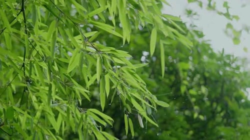 Cinematic View Of Forest Tree and Green Nature