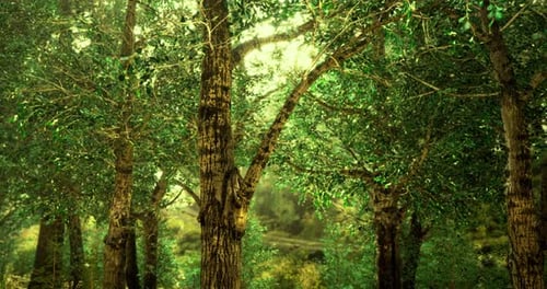 Lush Green Forest with Sunlight Filtering Through the Canopy in Midday
