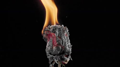 Burning Rose, Symbol of Loss, Destruction, Close Up