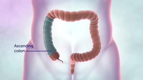 Human Colon Anatomy Explainer with Labeled Sections 3D Animation