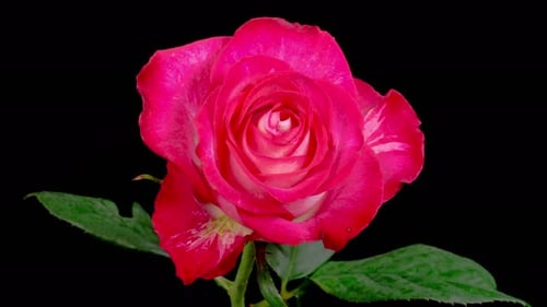 Zeitraffer der Eröffnung von Red Rose