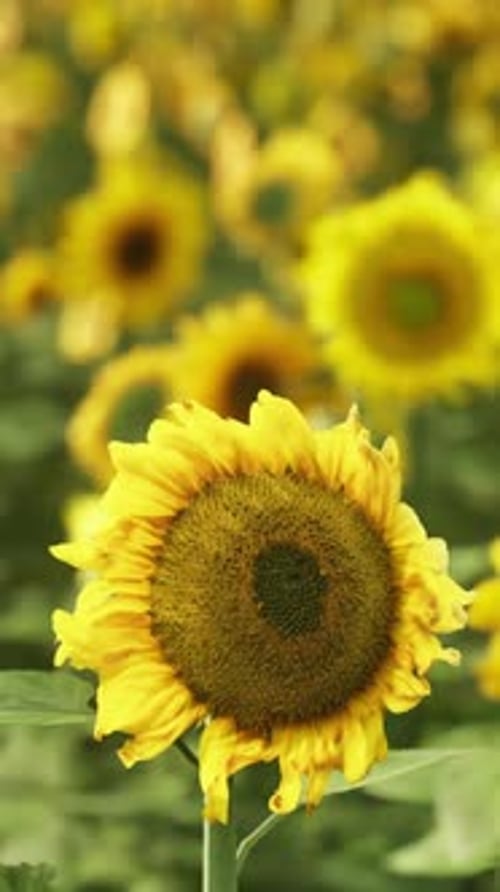 A Vibrant Field of Sunflowers Beneath a Brilliant Blue Sky