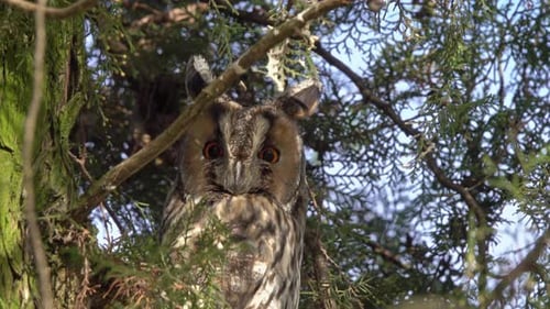 Owl Perched in Tree on Sunny Day