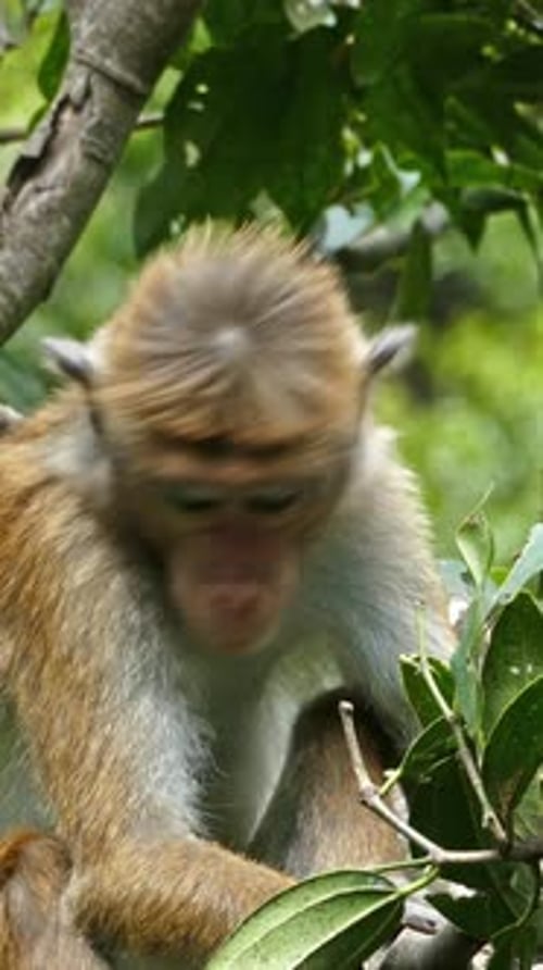 Close Up of Monkey Sitting in Tropical Tree