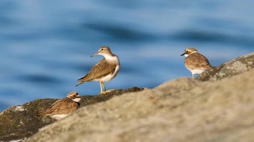 Common Sandpiper And Little Ringed Plover