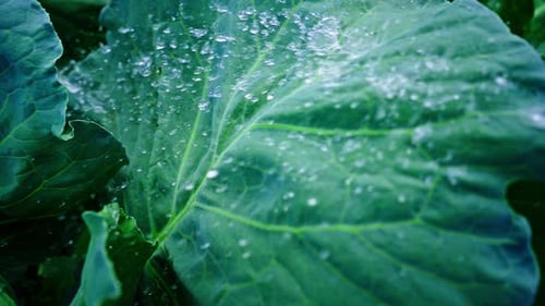 Gotas de agua que caen suavemente sobre una hoja de col