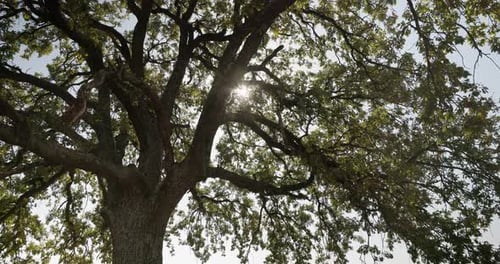 Tree Branches With Streaming Sunlight. Low Angle Shot