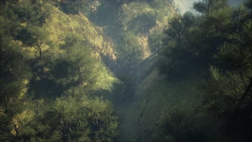 Flying Through Green Forest Over Rolling Hills