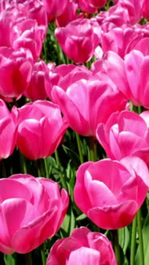 Blooming Tulips in Flower Garden Lisse the Netherlands