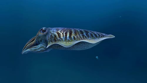 Common Cuttlefish In Water