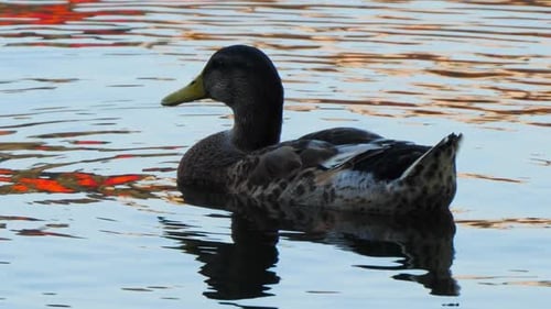 CLOSE UP Of A Beautiful Duck Resting In The Warm Sunlight At A Lake On A Lovely Summer day In Stockh