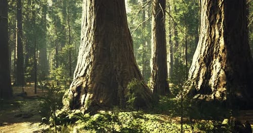 Majestic Towering Trees in a Serene Forest Setting During Daylight