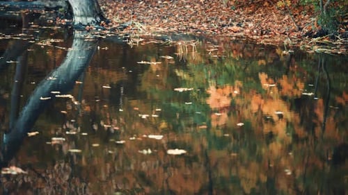Abgefallene Blätter schwimmen auf dem ruhigen Wasser des kleinen Teiches. Bäume und helle Blätter spiegeln sich im m