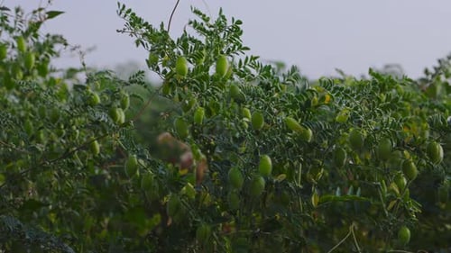 Lush Chickpea Crop Growing in Rural Farmland