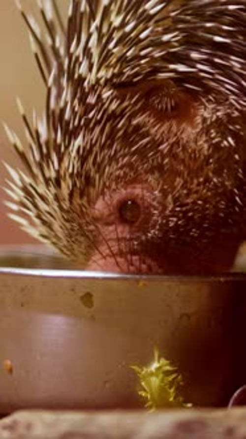 Gros plan d'un porc-épic arboricole mangeant dans un bol