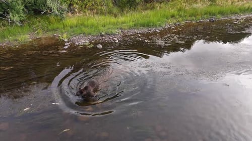 Grizzly bear feeding on dead carcasses of salmon in a river in British Columbia, Canada.