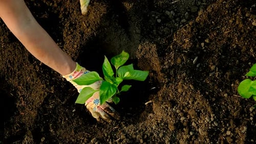 Planting Peppers in the Garden Selective Focus