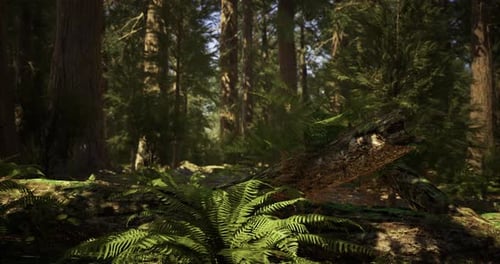 Forest Tranquility with Sunlight Filtering Through Tall Trees in Wilderness